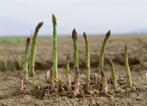 How does asparagus grow - How to grow asparagus ... Asparagus can be grown from seed, potted plants or dormant crowns (bare roots available in winter). Potted asparagus should be planted ...